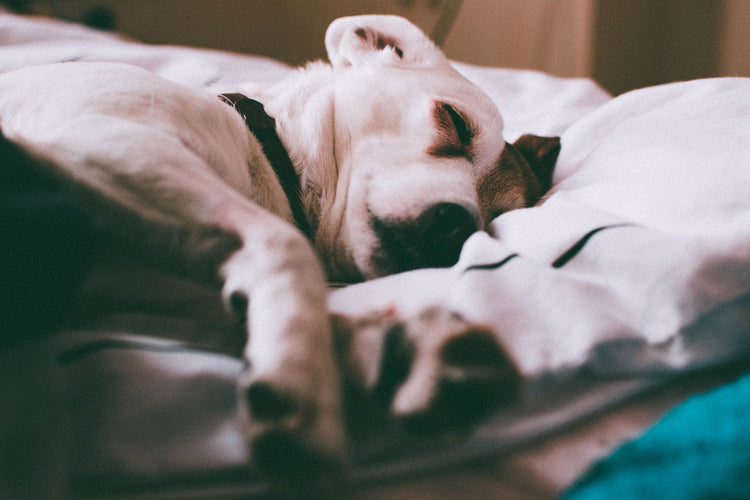 Adorable Jack Russell Terrier dog sleeping peacefully on a bed indoors.