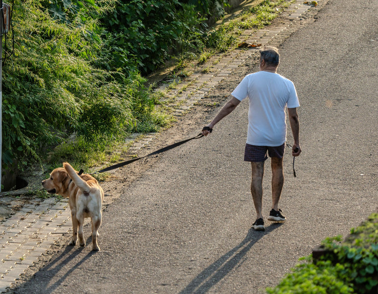 A senior man walking a Labrador Retriever on a sunny day along a tree-lined path.