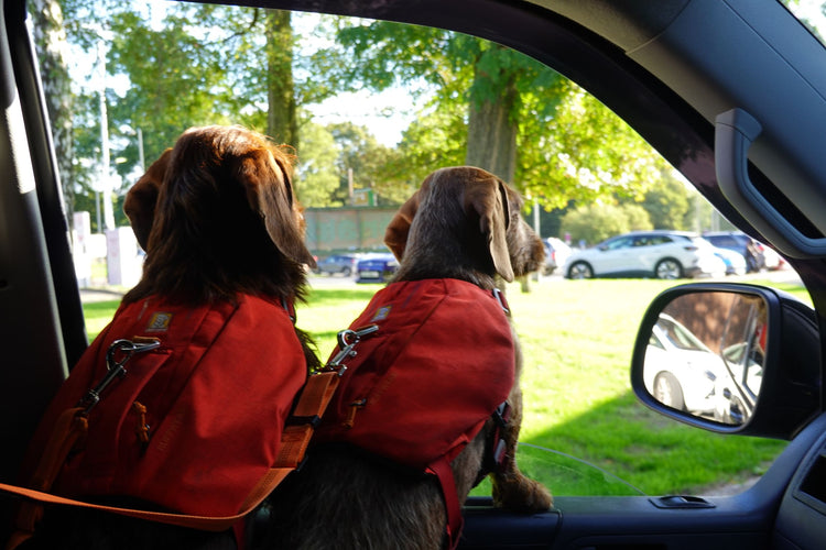 Two dogs with red backpacks look out a car window, enjoying a sunny day ride outdoors.