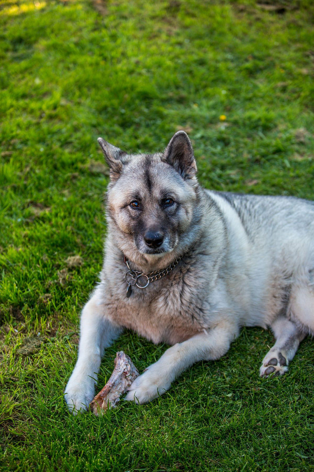 A resting Norwegian Elkhound on green grass with a bone, showcasing its calm demeanor.